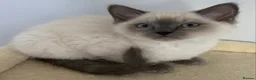 Ragdoll cats for sale: TICA registered Ragdoll Kittens Available  - Advert 13