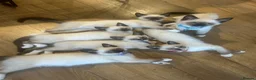 Ragamese cats for sale: Stunning Ragdoll x Thai Siamese - Advert 8