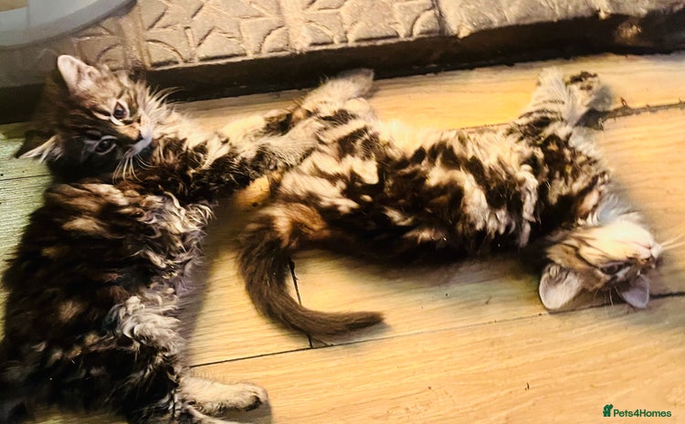 Mixed Breed cats - Advert 4