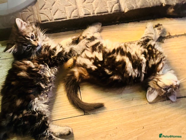 Mixed Breed cats - Advert 4