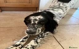 English Setter dogs for sale: 2yr. Pedigree working English setter sale/share - Image 2