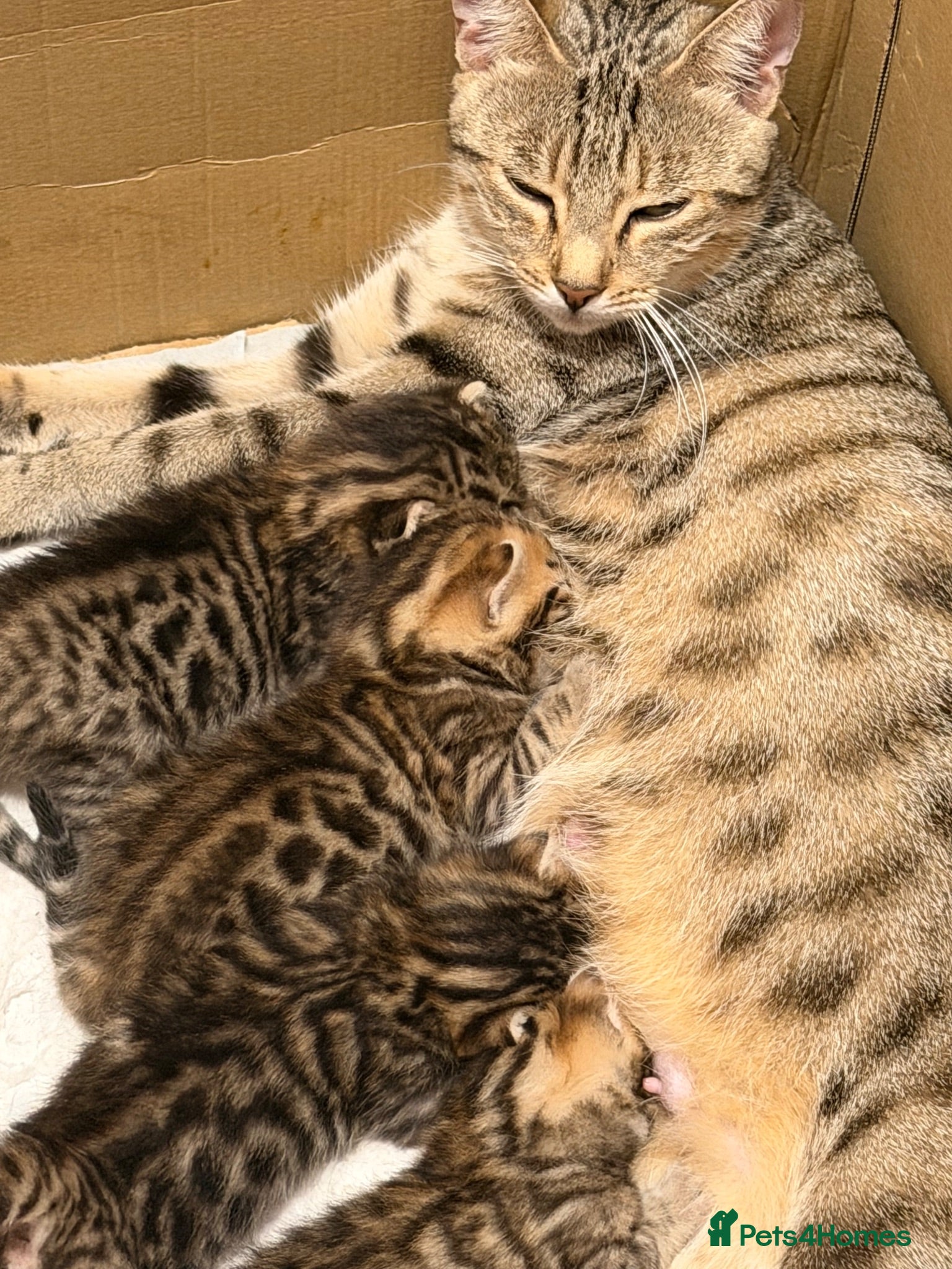 Bengal cats Beautiful bengal kittens 🐾🐾🐾 - Advert 1