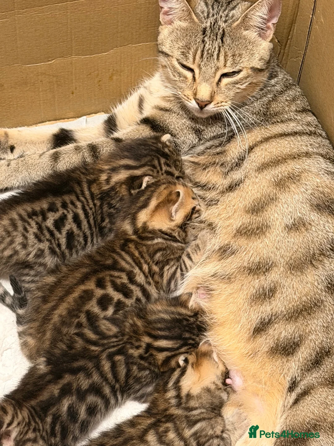Bengal cats for sale: Beautiful bengal kittens 🐾🐾🐾 - Advert 1