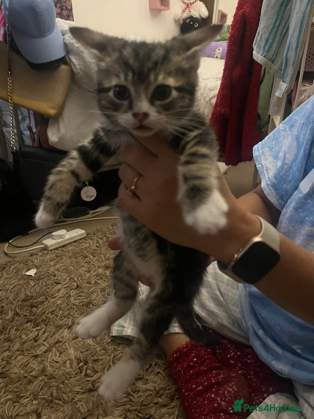 Mixed Breed cats for sale: 9 gorgeous kittens - Image 8