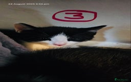 Siamese cats for sale: Four Siamese mix kittens - Image 4