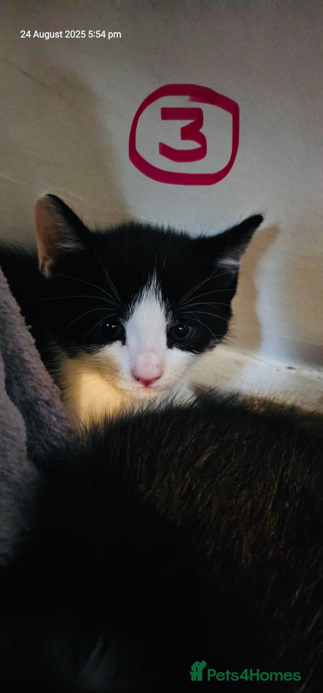 Siamese cats for sale: Four Siamese mix kittens - Image 4