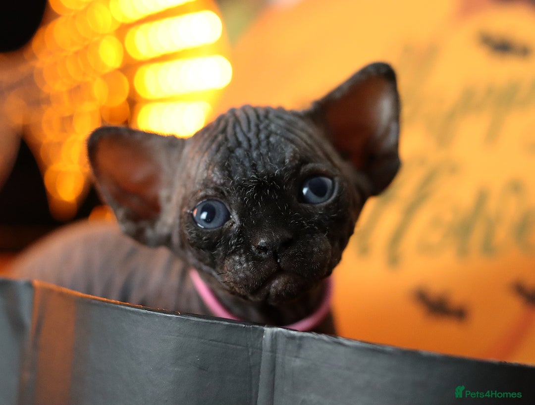 Sphynx cats for sale: Sphynx Black Solid Girls  - Advert 5
