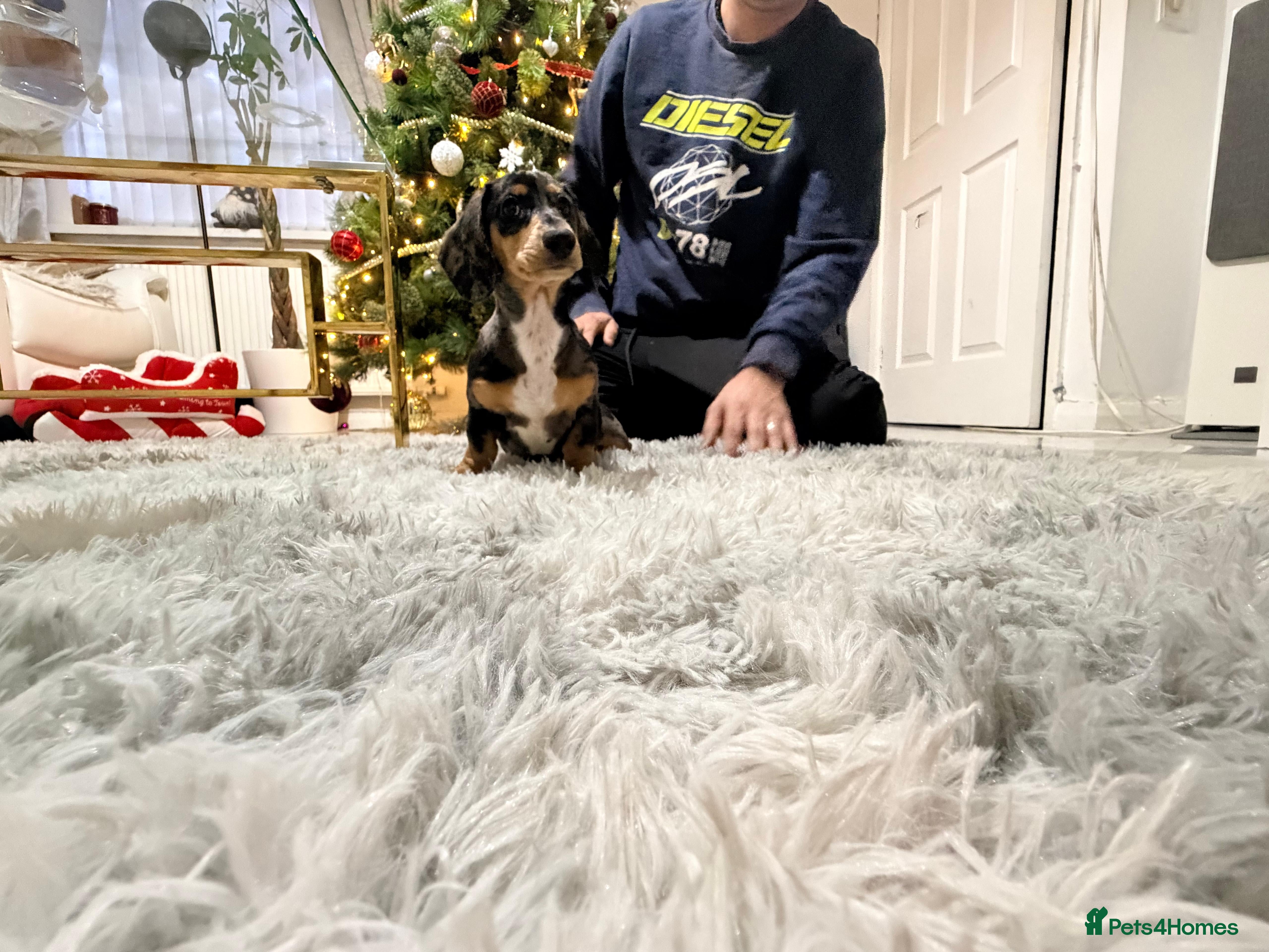 Miniature Dachshund dogs Miniature Daschund pra clear  - Advert 2