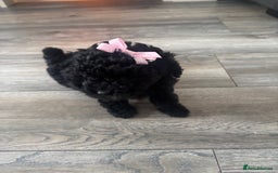 Toy Poodle dogs for sale: Stunning kc toy poodle girls  - Image 5