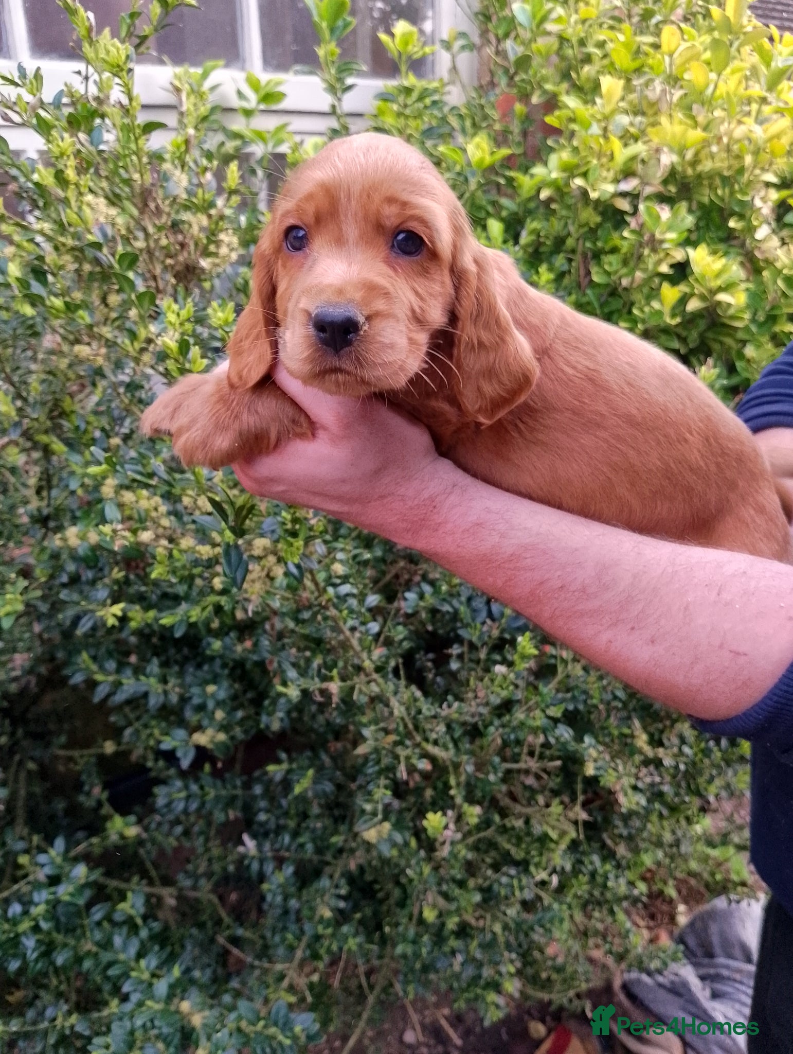 Cockapoo dogs Stunning Cockapoos ready 10th April 2 Left now - Advert 13