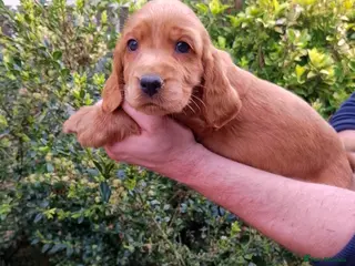 Cockapoo dogs Stunning Cockapoos ready 10th April 2 Left now - Advert 13