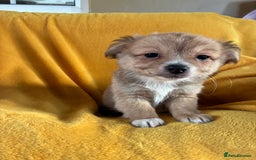 Chihuahua dogs for sale: Beautiful Chihuahua Puppies For Sale - Advert 28