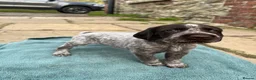 German Wirehaired Pointer dogs for sale: GWP puppies - Advert 10