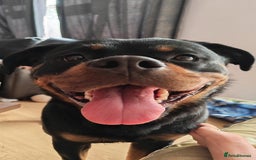 Rottweiler dogs for sale: Beautiful Rottweiler Bitch - Image 1
