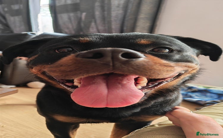 Rottweiler dogs - Advert 1