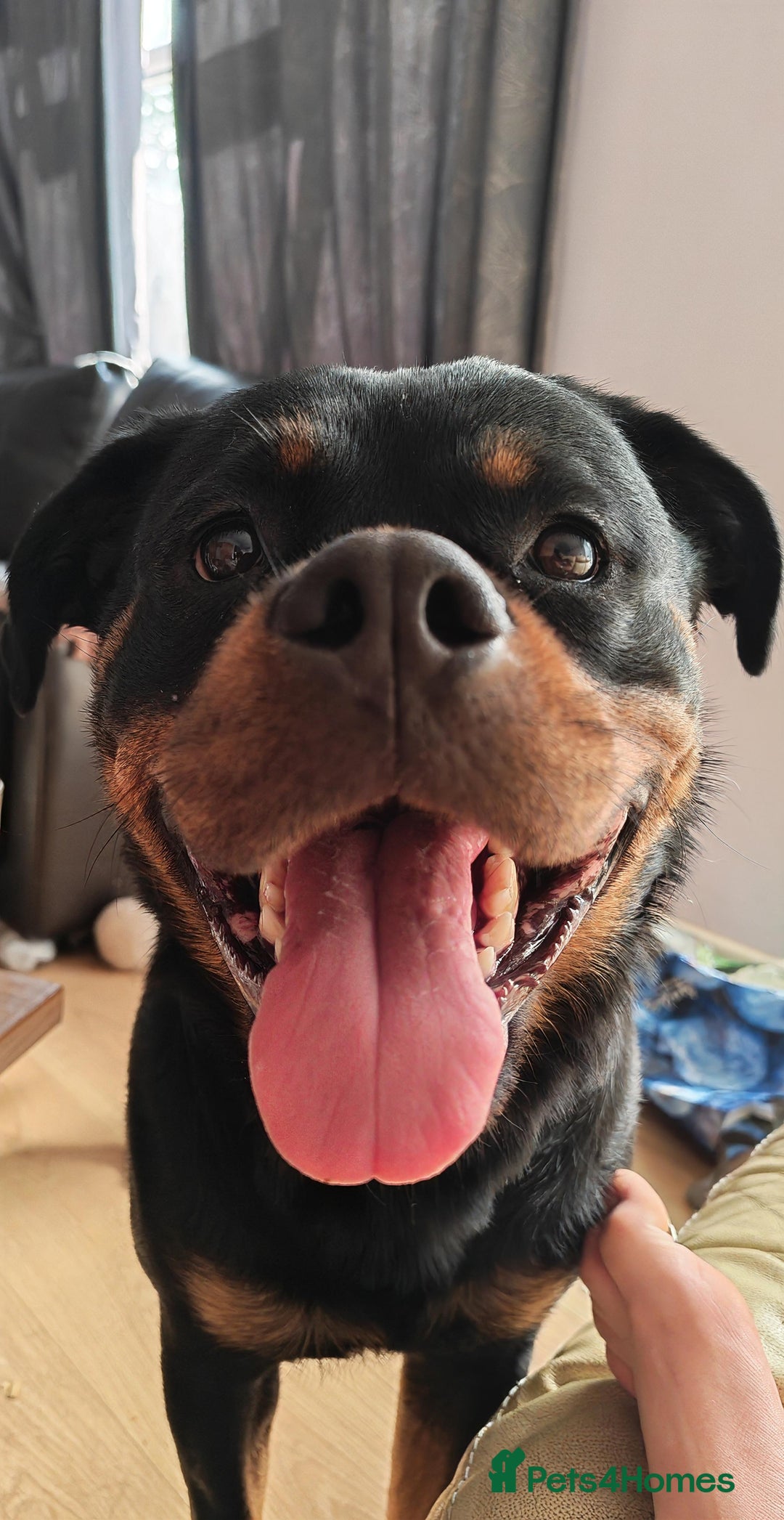 Rottweiler dogs for sale: Beautiful Rottweiler Bitch - Image 1