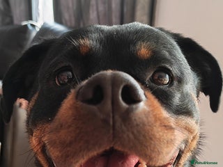 Rottweiler dogs for sale - Advert 1