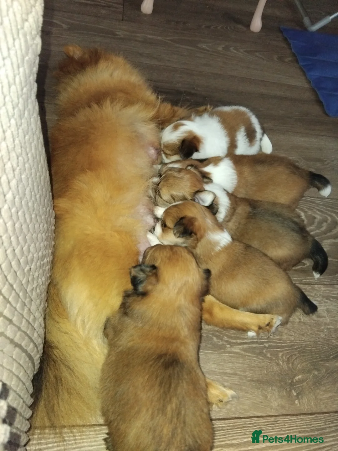 Pomchi dogs for sale: Pomchi puppies - Advert 6