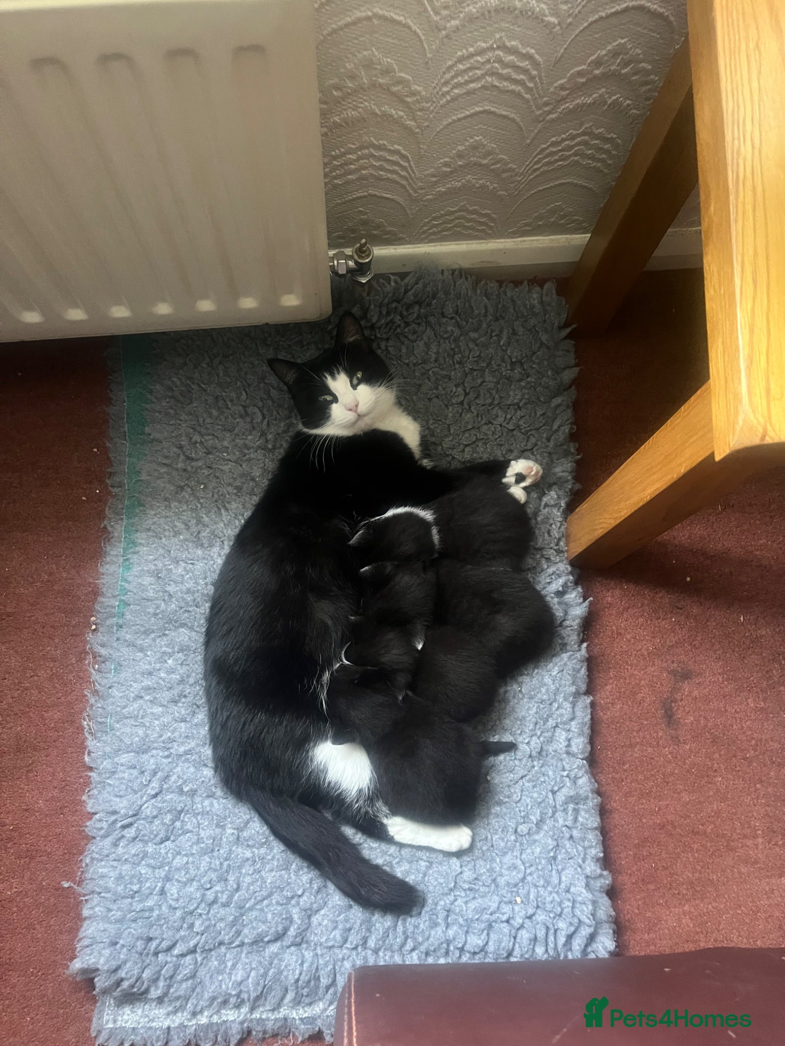 Mixed Breed cats for sale: The Tuxedo Quartet - Advert 1