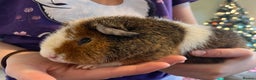 Guinea Pig rodents for sale: Teddy boar - Advert 4
