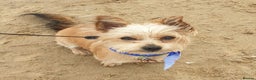 Yorkshire Terrier dogs for stud: Yorkshire terrier for stud - Advert 2