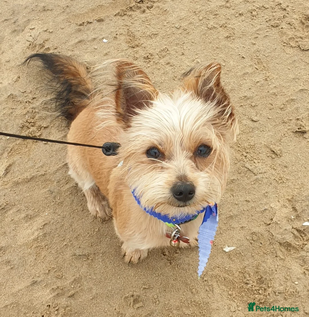 Yorkshire Terrier dogs for stud: Yorkshire terrier for stud - Advert 2