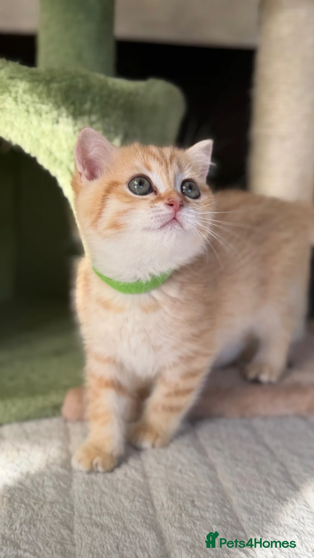 British Shorthair cats for sale: Beautiful British Sh golden kittens TICA - Advert 25