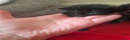 Mixed Breed cats for sale: Kittens  in Worksop - Advert 6