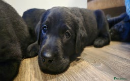 Labrador Retriever dogs for sale: KC Reg Fully Health Tested Black Labrador Puppies - Image 13