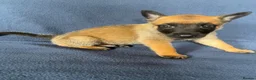 Belgian Shepherd Dog dogs for sale: BELGIAN SHEPHERD X DUTCH SHEPHERD - Advert 5