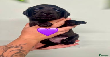 Labrador Retriever dogs - Advert 15