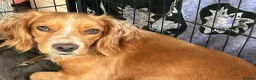 Cocker Spaniel dogs for sale: GORGEOUS COCKER SPANIEL GIRL - Advert 2