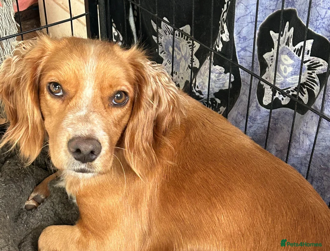 Cocker Spaniel dogs for sale: GORGEOUS COCKER SPANIEL GIRL - Advert 2
