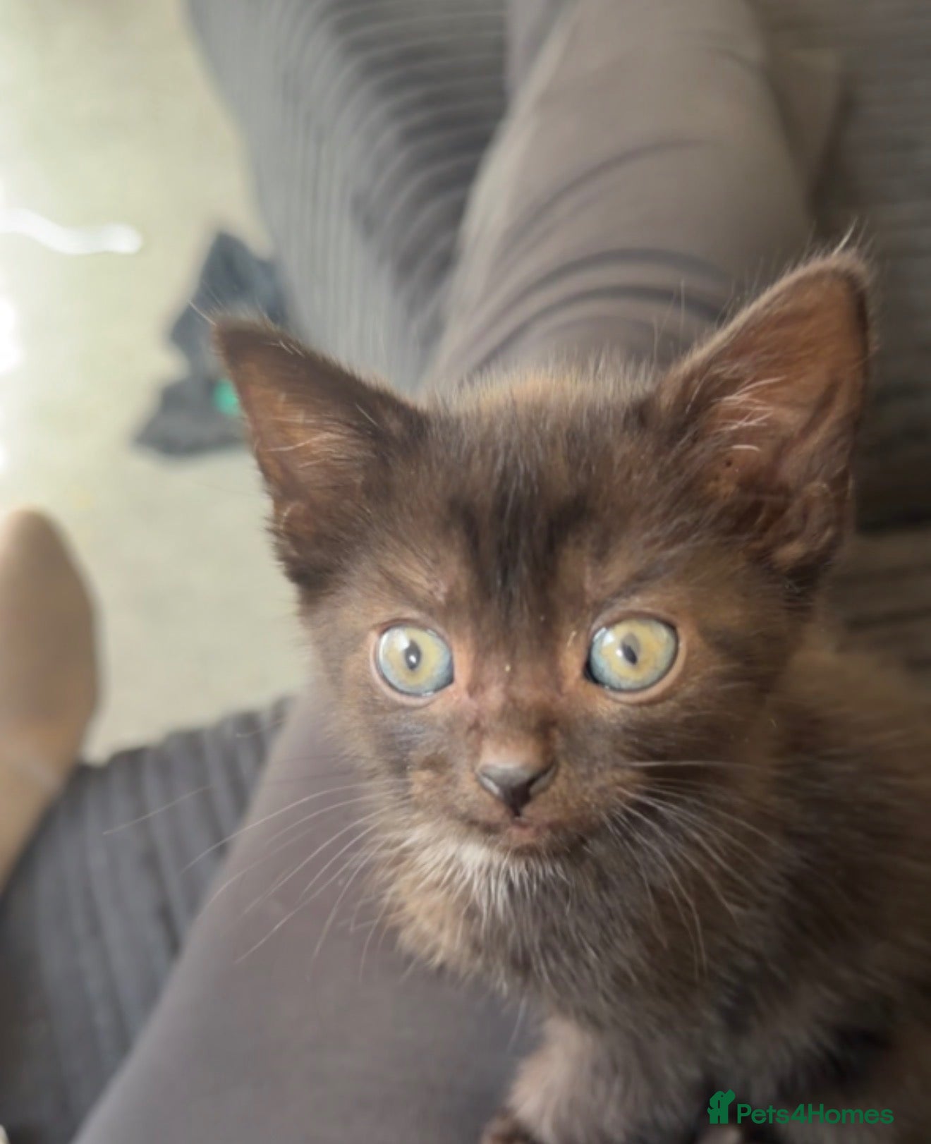 Bombay cats Pure Bred Bombay Female Kitten - Advert 3