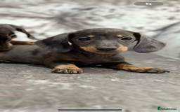 Miniature Dachshund dogs for sale: Miniature Dachshunds  - Advert 3