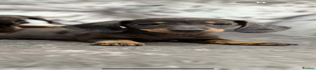 Miniature Dachshund Puppy 2