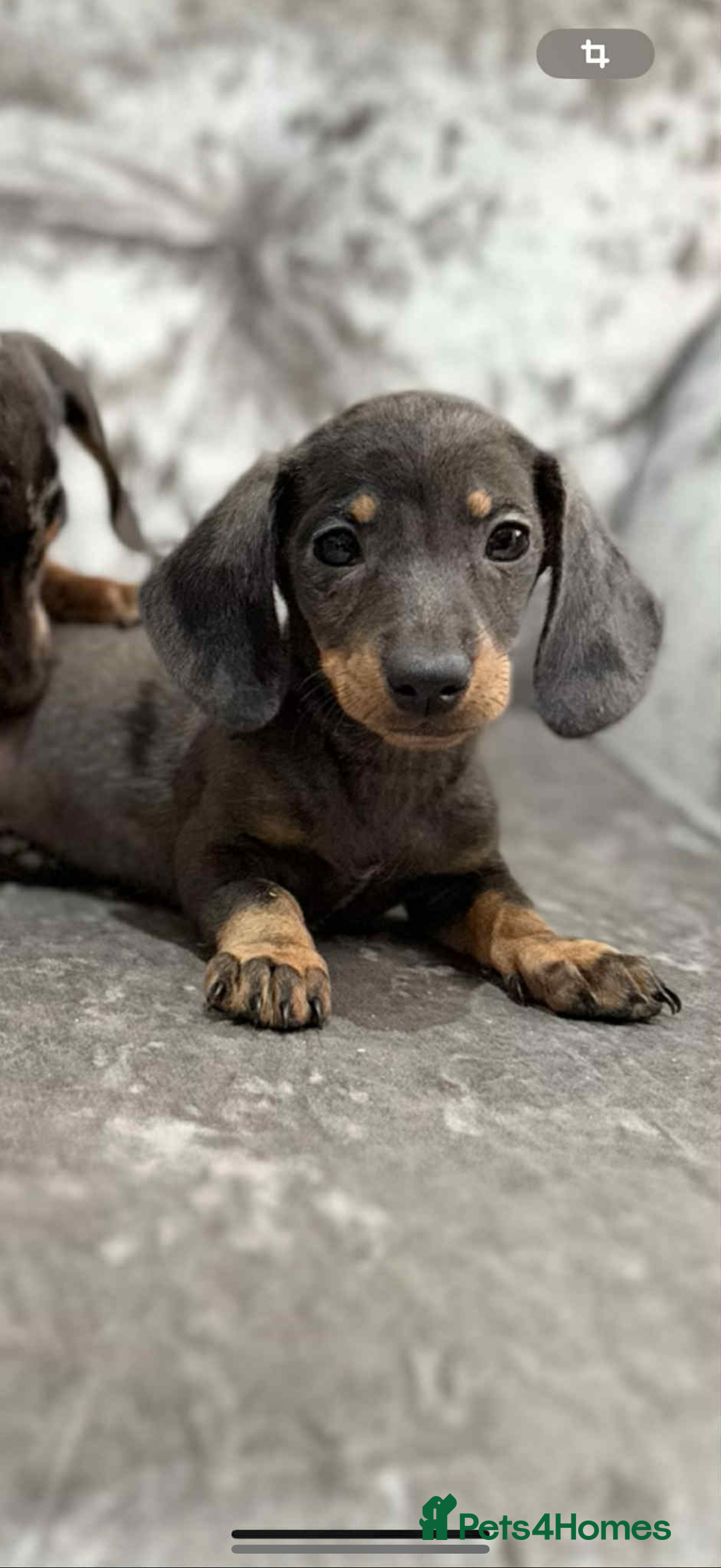 Miniature Dachshund dogs for sale: Miniature Dachshunds  - Advert 3