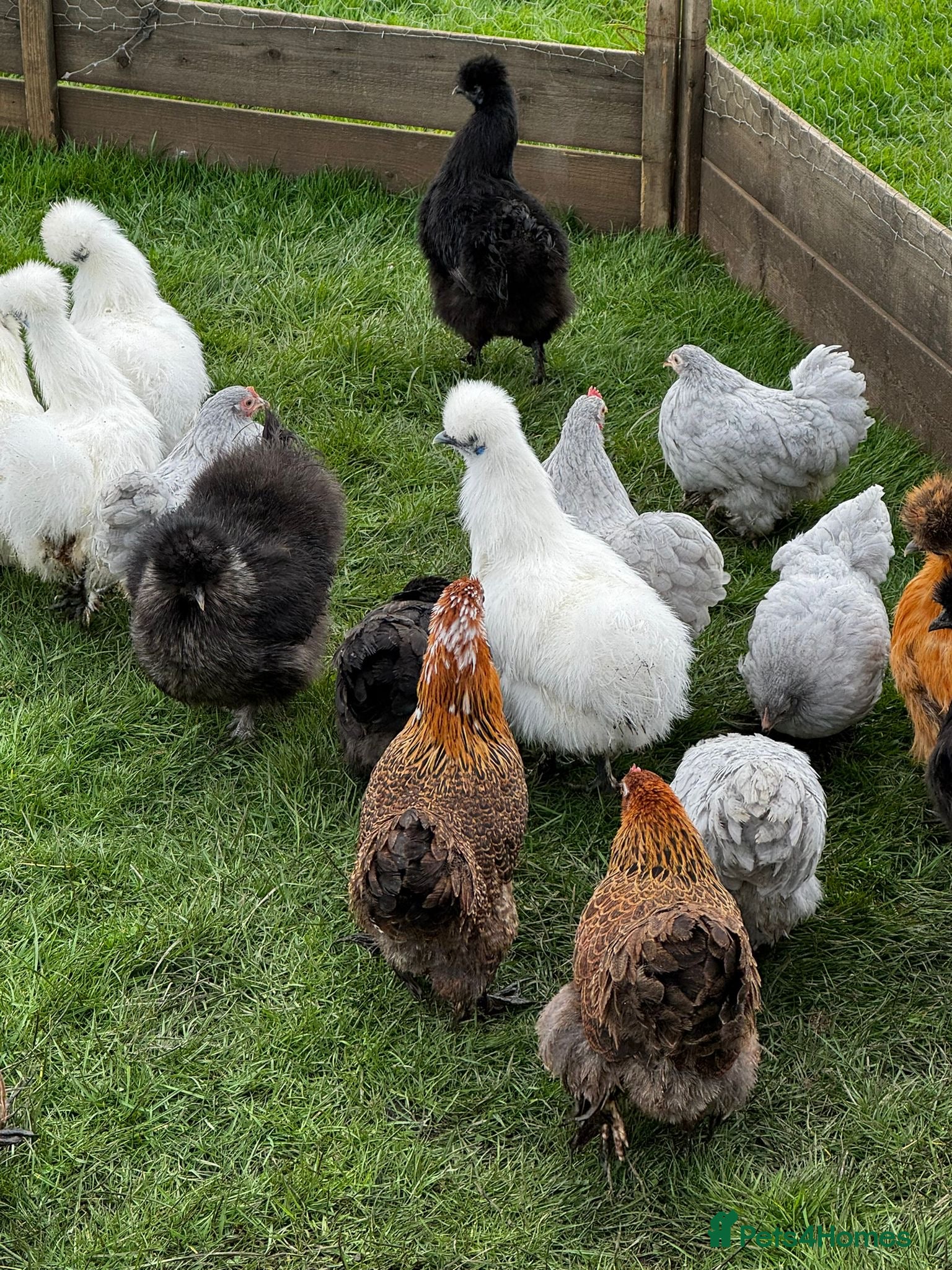 Chickens poultry Selection of Bantam chickens for sale  - Advert 2