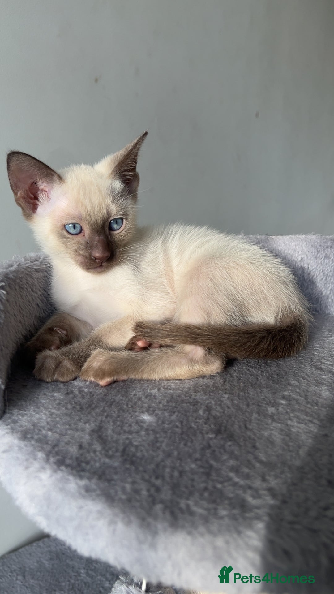 Siamese cats for sale: Beautiful Siamese Kittens - Advert 2