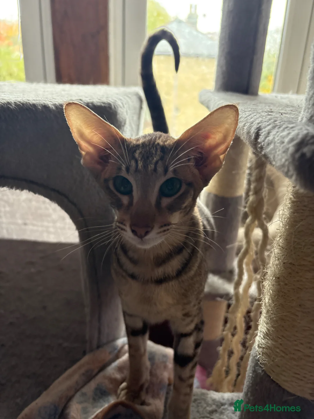 Oriental cats for sale: Spotted oriental  in Keighley - Advert 7