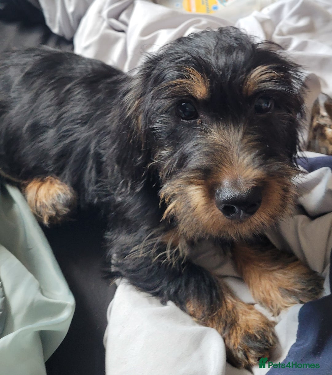 Mixed Breed dogs for sale: Three Dachshund crosses for sale - Image 4