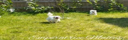 Maltese dogs for sale: Tiny KC Reg. Korean Maltese- CH line show dogs! - Advert 24