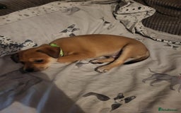 Mixed Breed dogs for sale: Fox terrier x chug puppies - Image 8