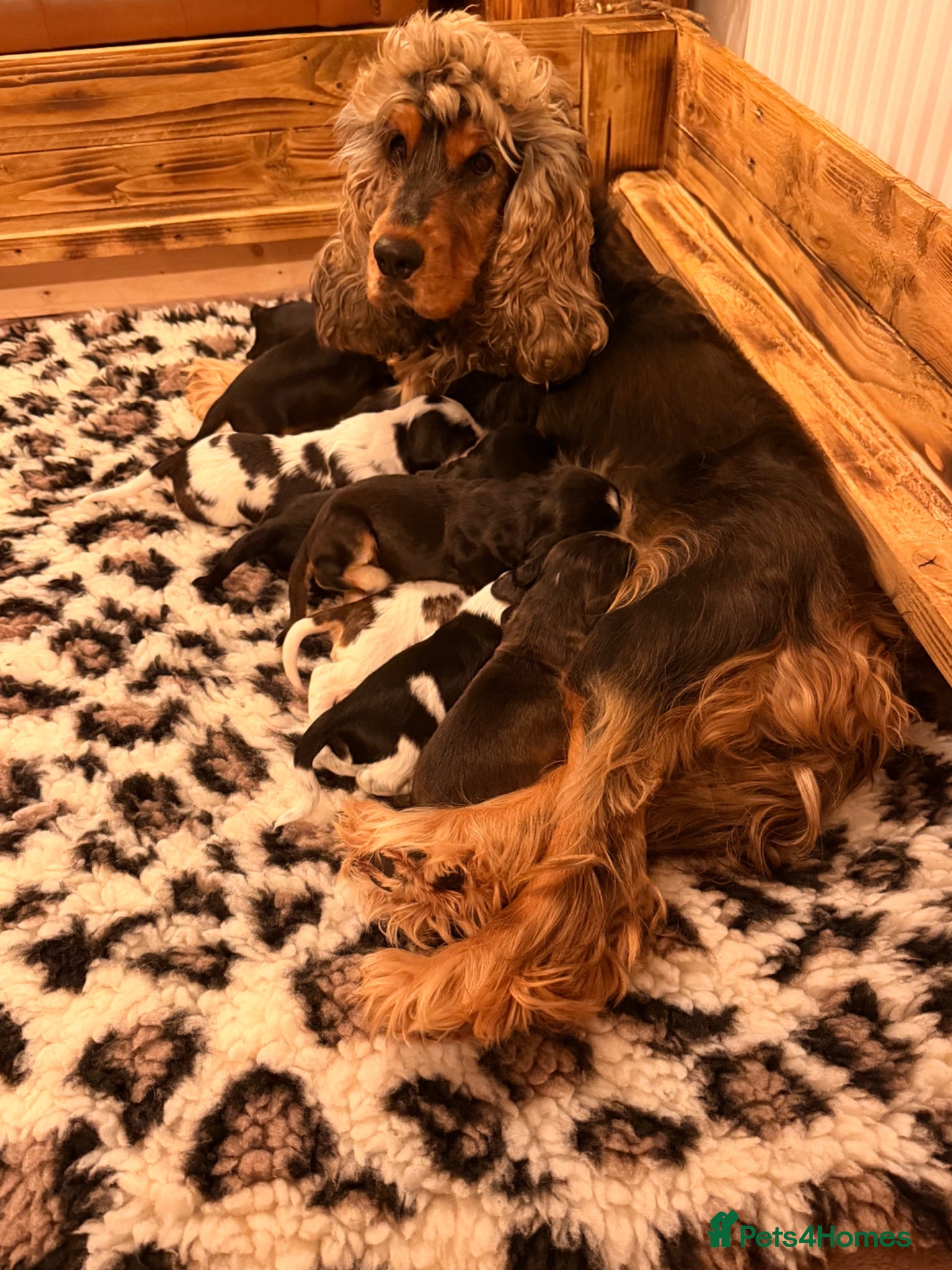 Cocker Spaniel dogs Outstanding KC Show cocker spaniel puppies - Advert 2