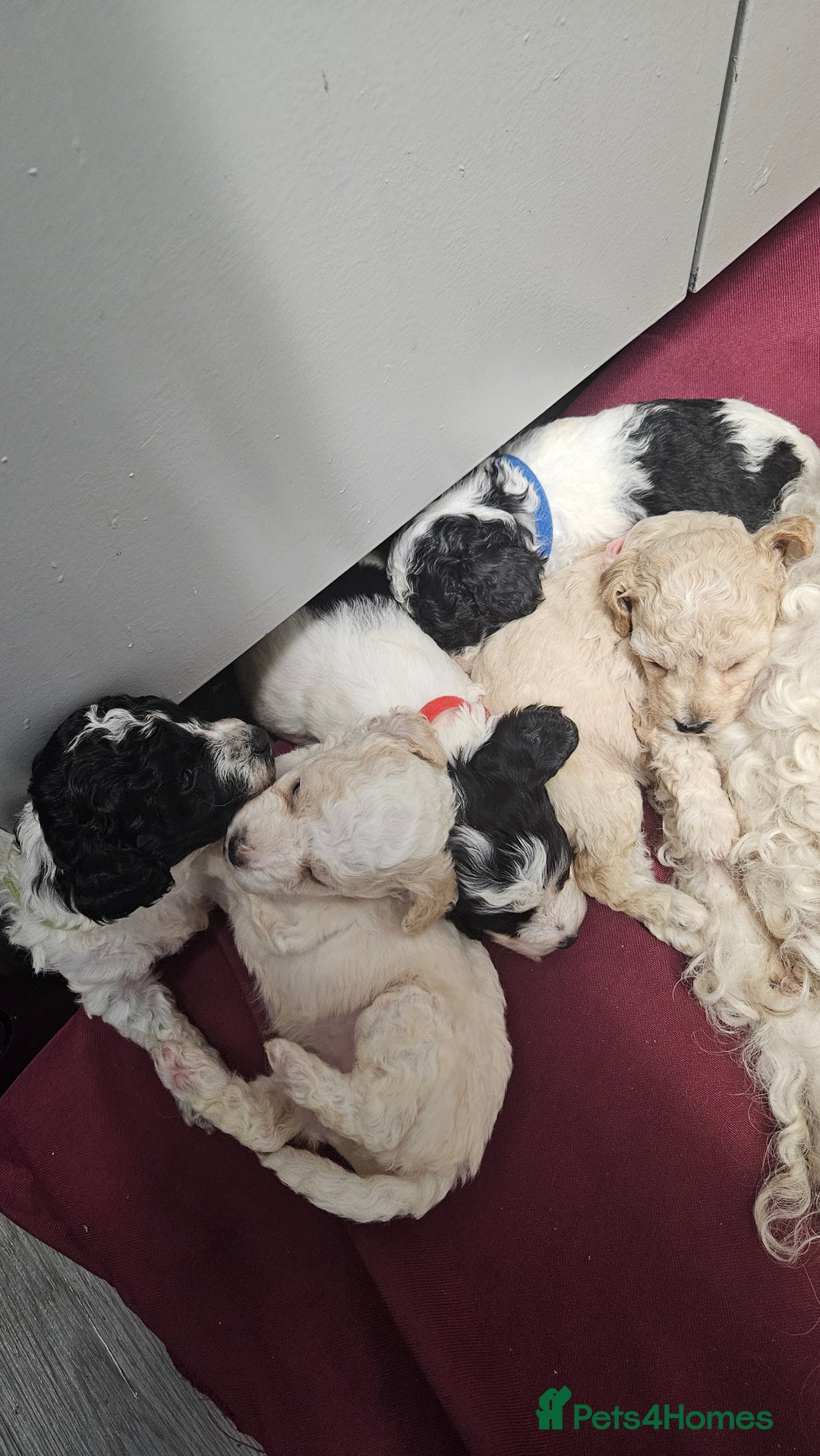 Cockapoo dogs for sale: Cockerpoo puppies for sale  - Image 1
