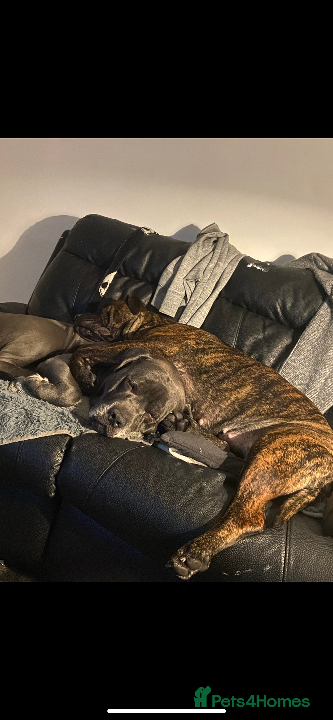 Mixed Breed dogs for sale: Presa Canario x Cane Corso  - Image 13