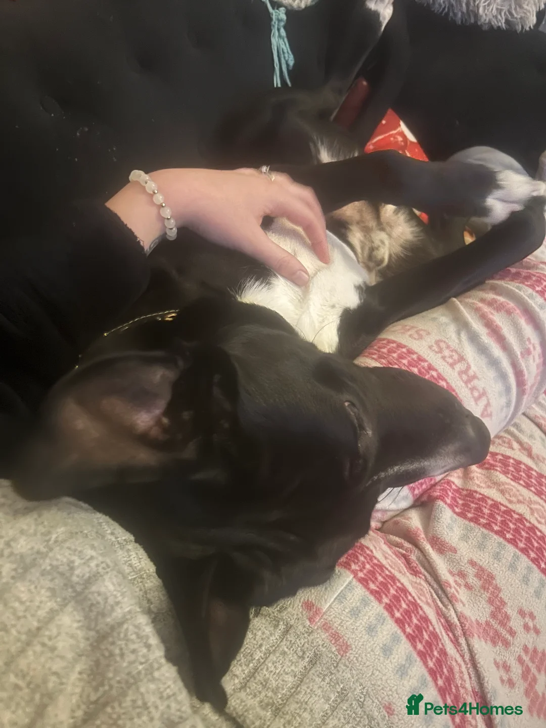 Mixed Breed dogs for sale: Belgian malinois x staffy  - Advert 3