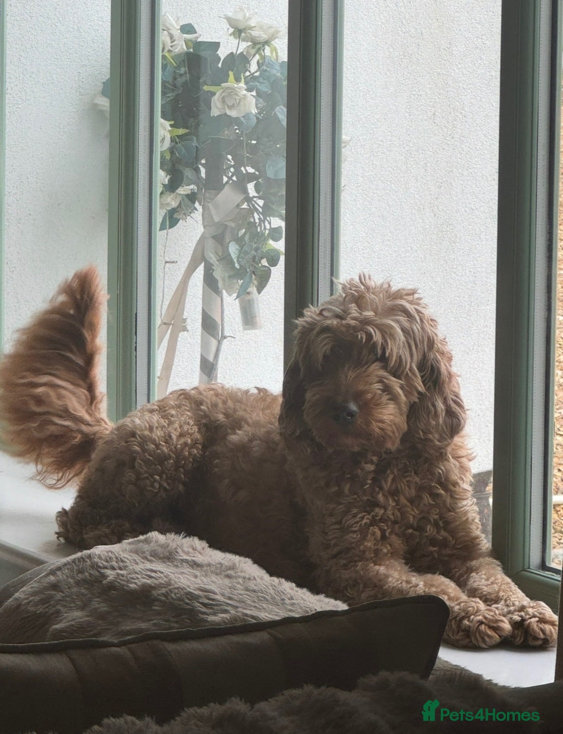 Goldendoodle dogs Golden doodles F2b medium - large  - Advert 6