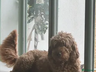 Goldendoodle dogs Golden doodles F2b medium - large - Advert 6