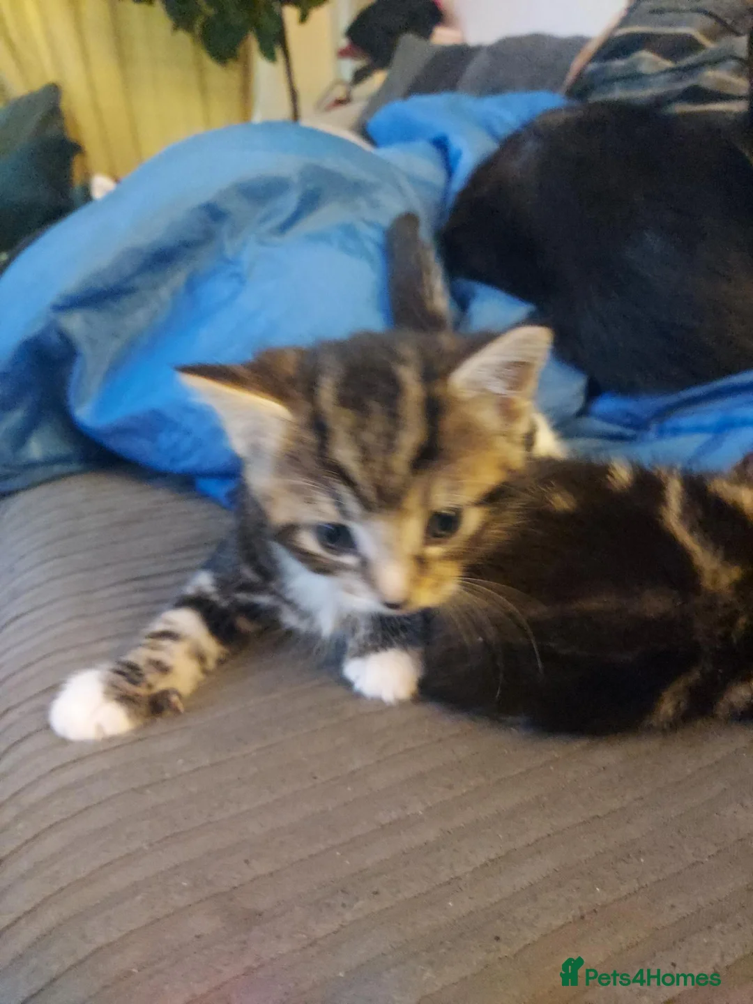 Bengal cats for sale: Bengal kittens for sale in Sale - Advert 5